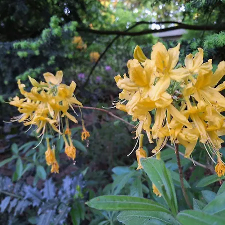 Bosnest De Specht, Knus Boshuisje Met Privetuin In Nabij Veluwepark 別荘 *