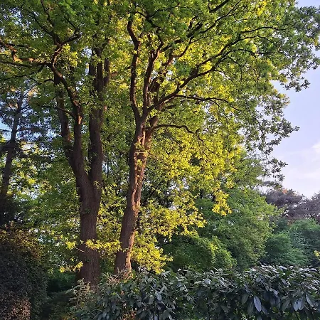 Boshuisje Het Bosnest - De Specht Met Privétuin Op Hoefbos Veluwe
