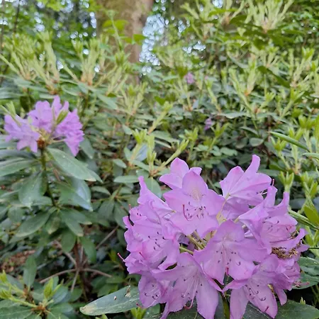 Bosnest De Specht, Knus Boshuisje Met Privetuin In Nabij Veluwepark オッテルロ