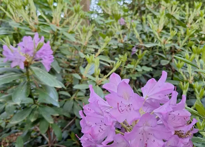Bosnest De Specht, Knus Boshuisje Met Privetuin In Nabij Veluwepark Otterlo