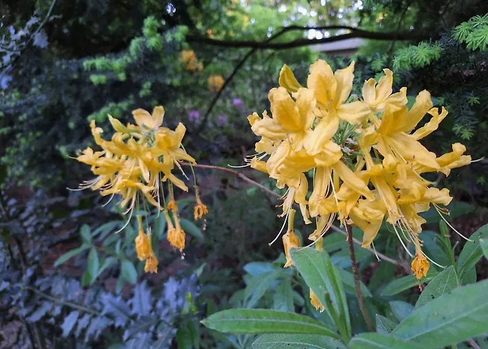 Bosnest De Specht, Knus Boshuisje Met Privetuin In Nabij Veluwepark Tatil Evi *